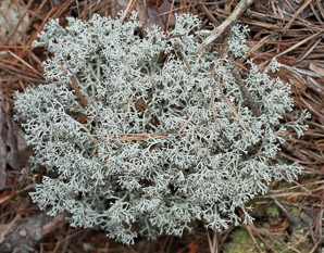Cladina rangiferina (gray reindeer lichen, reindeer lichen, reindeer moss, greygreen reindeer lichen)