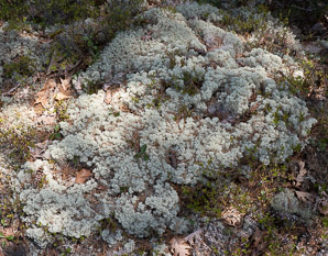 Cladina rangiferina (gray reindeer lichen, reindeer lichen, reindeer moss, greygreen reindeer lichen)