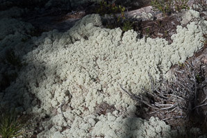 Cladina stellaris (star-tipped reindeer lichen, star-tipped cup lichen, star reindeer lichen)