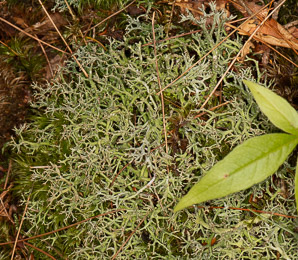 Cladonia furcata (many-forked cup lichen, cup lichen)