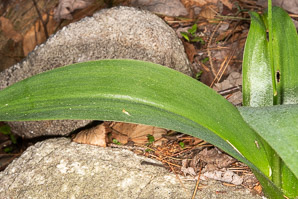 Clintonia borealis (yellow clintonia, bluebead lily, blue-bead lily, clintonia, Clinton’s lily, corn lily, cow tongue, yellow beadlily, yellow bluebeadlily, snakeberry, dogberry, straw lily, bluebead)