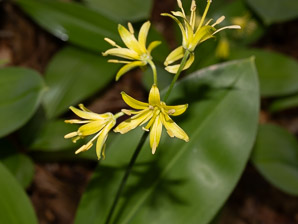 Clintonia borealis (yellow clintonia, bluebead lily, blue-bead lily, clintonia, Clinton’s lily, corn lily, cow tongue, yellow beadlily, yellow bluebeadlily, snakeberry, dogberry, straw lily, bluebead)