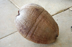 Cocos nucifera (coconut palm, coconut tree)