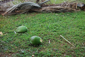 Cocos nucifera (coconut palm, coconut tree)