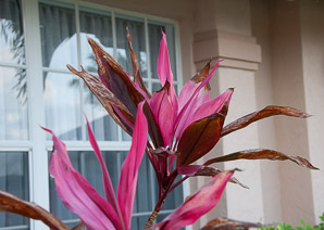 Cordyline fruticosa (ti plant, kī, lā‘ī, tiplant)