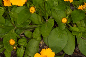 Coreopsis auriculata (Leavenworth’s tickseed, lobed tickseed)
