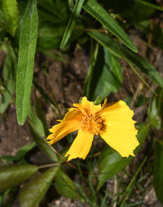 Coreopsis lanceolata (lanceleaf tickseed, lance-leaved tickseed)