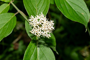 Cornus amomum (silky dogwood)