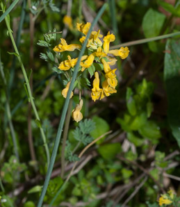 Corydalis flavula (yellow corydalis, yellow fumewort, yellow harlequin)