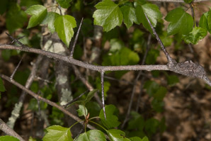 Crataegus L. (hawthorn)