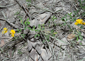 Crotalaria incana (low rattlebox, fuzzy rattlebox, shake-shake)