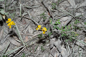 Crotalaria incana (low rattlebox, fuzzy rattlebox, shake-shake)