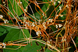 Cuscuta pentagona (dodder, fiveangled dodder)