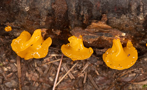 Dacryopinax spathularia (fan-shaped jelly fungus)