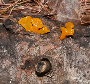 Dacryopinax spathularia (fan-shaped jelly fungus)
