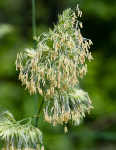 Dactylis glomerata (orchardgrass)