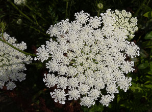 Daucus carota (Queen Anne’s lace, wild carrot, bird’s nest, bishop’s lace)