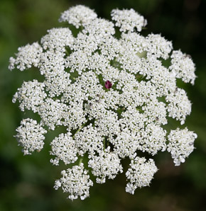 Daucus carota (Queen Anne’s lace, wild carrot, bird’s nest, bishop’s lace)