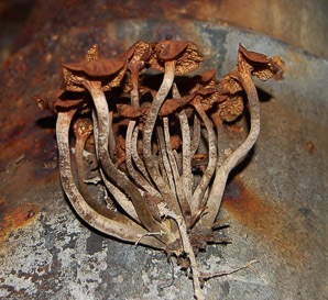 Desarmillaria tabescens (ringless honey mushroom)