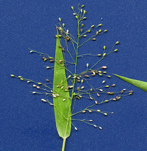 Dichanthelium oligosanthes (few-flowered rosette-panicgrass, Heller’s rosette grass)