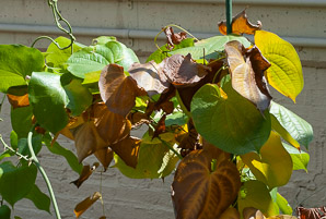 Dioscorea macrostachya (elephant’s foot, yam)