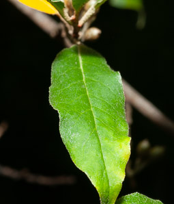 Elaeagnus umbellata (autumn olive, Japanese silverberry)