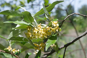 Elaeagnus umbellata (autumn olive, Japanese silverberry)