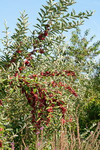 Elaeagnus umbellata (autumn olive, Japanese silverberry)