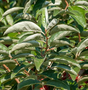 Elaeagnus umbellata (autumn olive, Japanese silverberry)