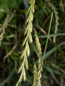 Elymus repens (couch grass, quackgrass)
