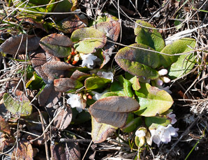 Epigaea repens (trailing arbutus)