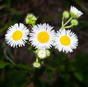 Erigeron annuus (daisy fleabane, rough fleabane, eastern daisy fleabane)