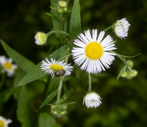 Erigeron annuus (daisy fleabane, rough fleabane, eastern daisy fleabane)