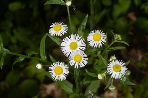 Erigeron annuus (daisy fleabane, rough fleabane, eastern daisy fleabane)