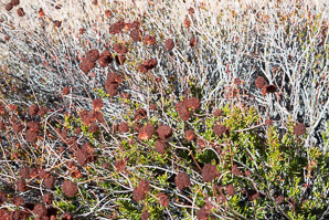 Eriogonum fasciculatum (California buckwheat, Eastern mojave buckwheat)