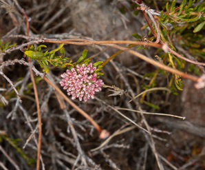 Eriogonum fasciculatum (California buckwheat, Eastern mojave buckwheat)