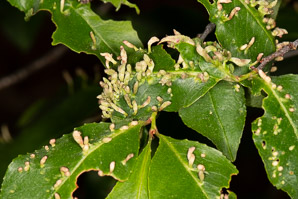 Eriophyes cerasicrumena (black cherry leaf gall mite)