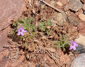 Erodium cicutarium (storksbill, filaree, redstem, redstem stork’s bill, pinweed, cutleaf filaree, pinclover, pingrass, heronbill)