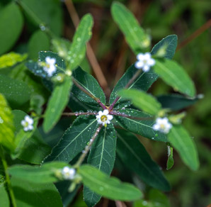 Euphorbia pubentissima (southeastern flowering spurge, false flowering spurge)