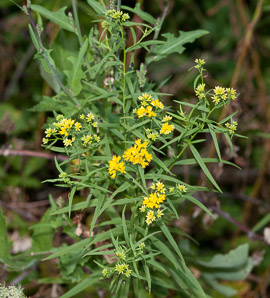 Euthamia caroliniana (slender goldentop, slender fragrant goldenrod, coastal plain flat-topped goldenrod)