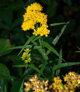 Euthamia graminifolia (flat-top goldentop, lance-leaved goldenrod, grass-leaved goldenrod, flat-topped goldentop)
