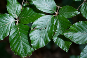 Fagus sylvatica (European beech, common beech)