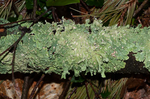 Flavoparmelia caperata (common greenshield, flavoparmelia lichen)