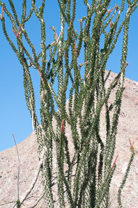 Fouquieria splendens (ocotillo, coachwhip, Jacob’s staff, vine cactus)
