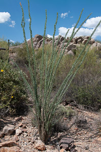 Fouquieria splendens (ocotillo, coachwhip, Jacob’s staff, vine cactus)