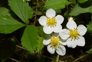 Fragaria virginiana (common strawberry, Virginia strawberry, wild strawberry, strawberry)