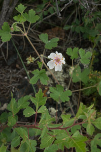 Geranium richardsonii (Richardson’s geranium)