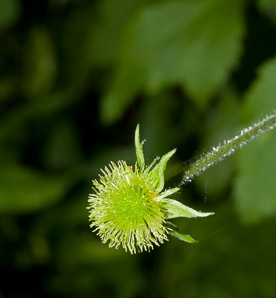 Geum laciniatum (rough avens)