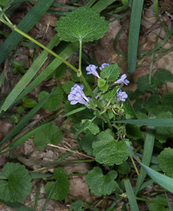 Glechoma hederacea (ground-ivy, gill-over-the-ground, creeping charlie, alehoof, tunhoof, catsfoot, field balm, run-away-robin, ground ivy)
