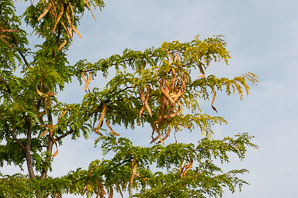 Gleditsia triacanthos (honey locust, thornless honey locust, honeylocust)